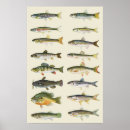 Search for vintage fishing posters Sportsman