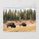 Search for animals of north america postcards Outdoors