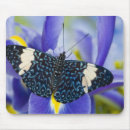 Search for tropical butterflies mouse mats Exotic