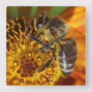 Search for api art Nectar