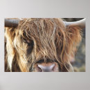 Search for highland cow posters Vintage