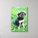 Search for german shepherd canvas prints Outdoors