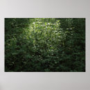 Search for springtime posters Woods