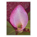 Search for calla lilly Garden