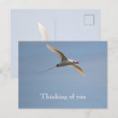 Search for tail postcards Ocean