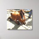 Search for bull cow canvas prints Bulls
