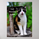 Search for calico cat posters Pet