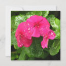 Search for macro flower cards Pink