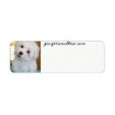 Search for maltipoo return address labels Cute