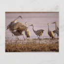 Search for grus canadensis Stand