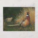 Search for pheasant postcards Wildlife