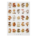 Search for champignons posters Fungi