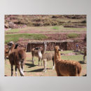 Search for alpaca art Wild