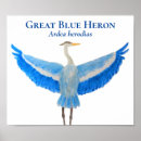 Search for great blue heron posters Herons