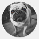 Search for handsome stickers Pets