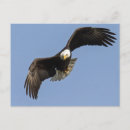 Search for eagle eyes postcards Freedom