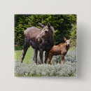 Search for cow animal badges Meadow