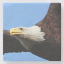 Search for eagle sky Patriotic