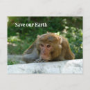 Search for ap horizontal postcards Monkey