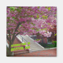 Search for springtime magnets Photography