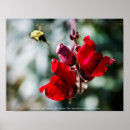 Search for red bug art Garden