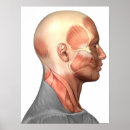 Search for face anatomy posters Tendon