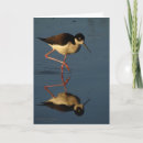 Search for shorebird cards Nature