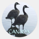 Search for canada goose stickers Nature