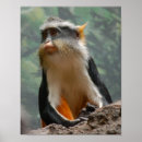 Search for black and white monkey art Zoo