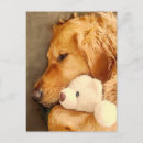 Search for golden retriever get well cards Cancer