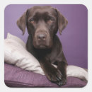 Search for chocolate labrador retriever stickers Puppy