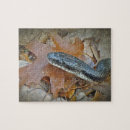 Search for rat puzzles Wildlife