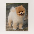 Search for pomeranian puzzles Canine