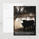 Search for bull postcards Cow