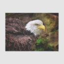 Search for eagle tissue paper Animal