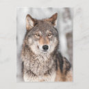 Search for grey wolf postcards Canis