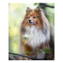 Search for sheltie art Pet