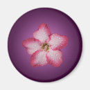 Search for flora magnets Pink