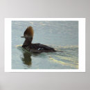 Search for merganser duck Ducks