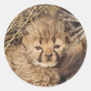 Search for cheetah animal stickers Baby
