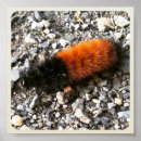 Search for orange bear posters Nature