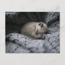 Search for sleeping baby postcards Domestic animals