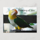 Search for white headed postcards Pet