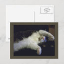 Search for chillin Cat