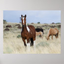 Search for mountain horse posters Ranch