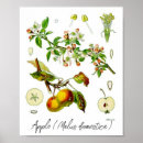 Search for vintage fruit posters Botanical illustration