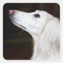 Search for saluki stickers Animal