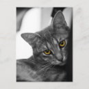 Search for katz postcards Kitty