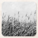 Search for coastal coasters Photography