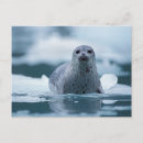 Search for steve kazlowski postcards Np